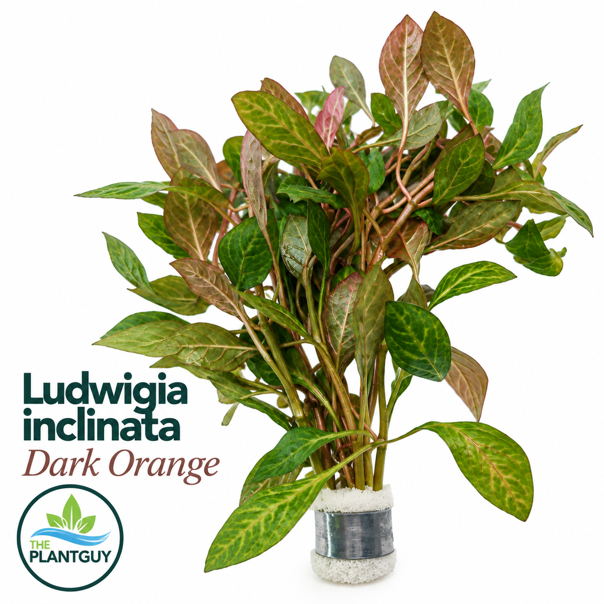 Ludwigia sp. 'dark orange'
