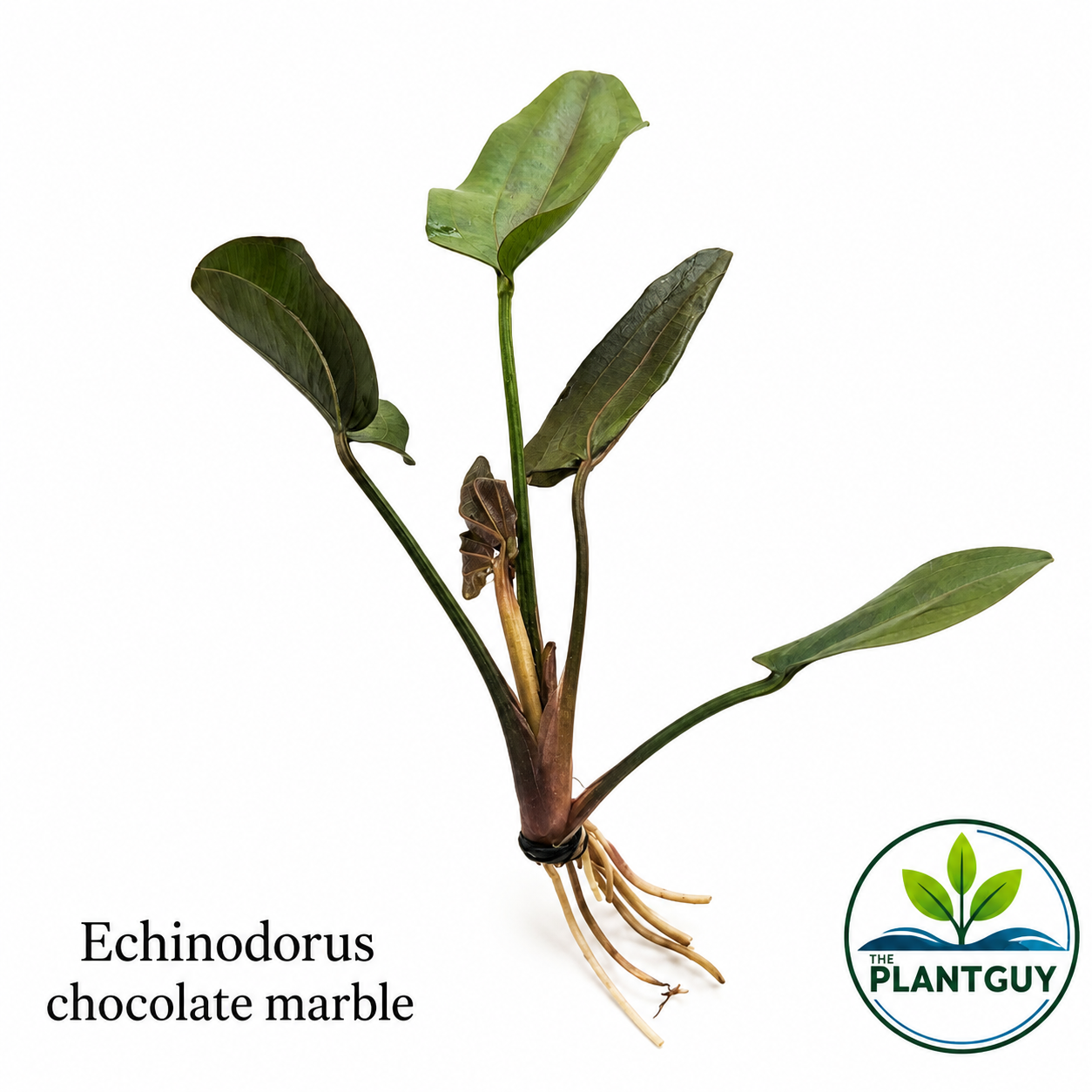 Echinodorus chocolate marble