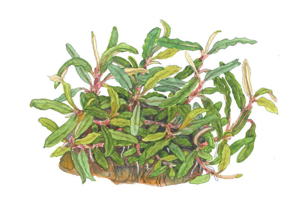 Tropica 1-2-GROW -Bucephalandra sp 'needle leaf'