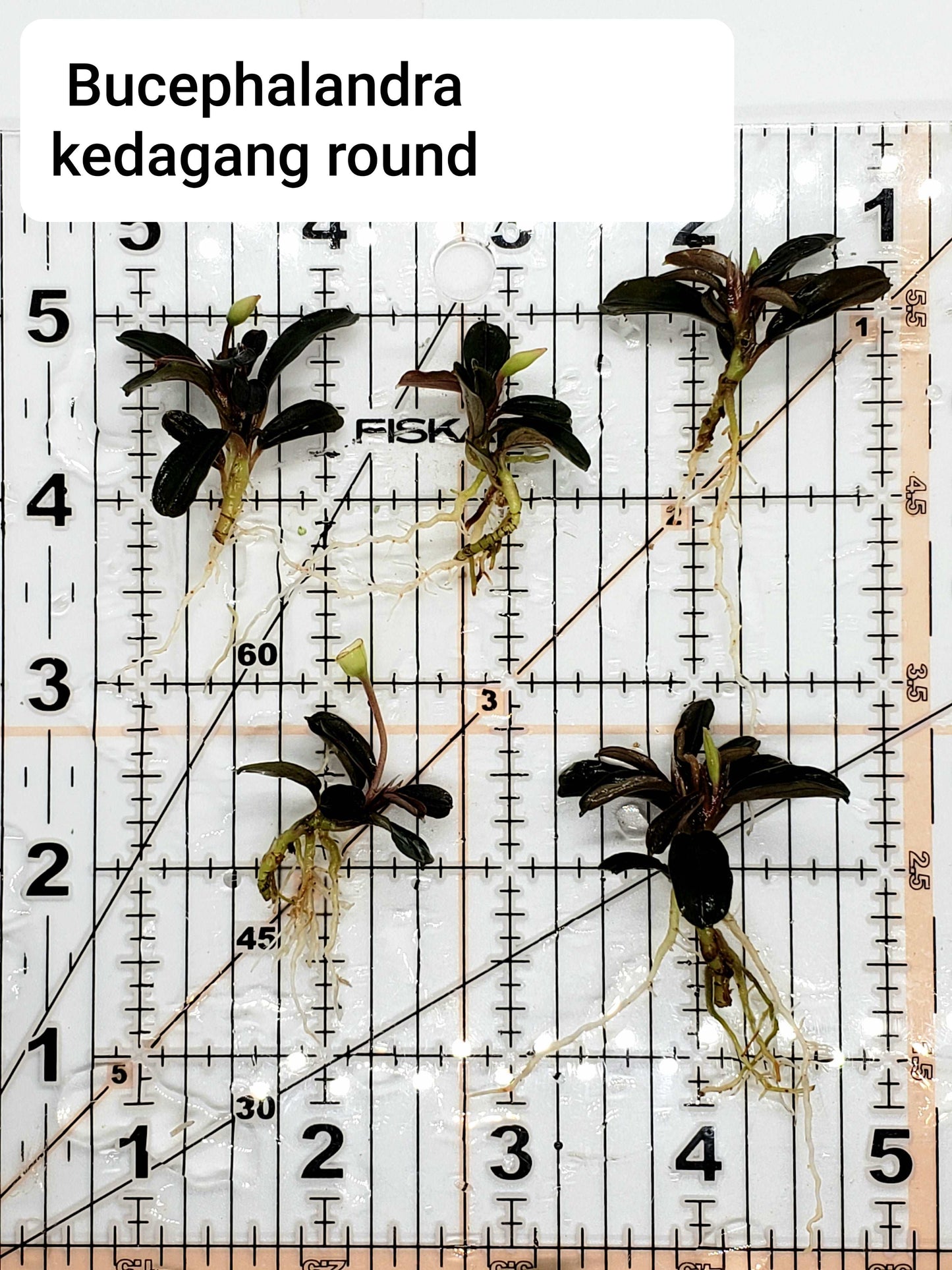 Bucephalandra kedagang mini round (one rhizome per order)