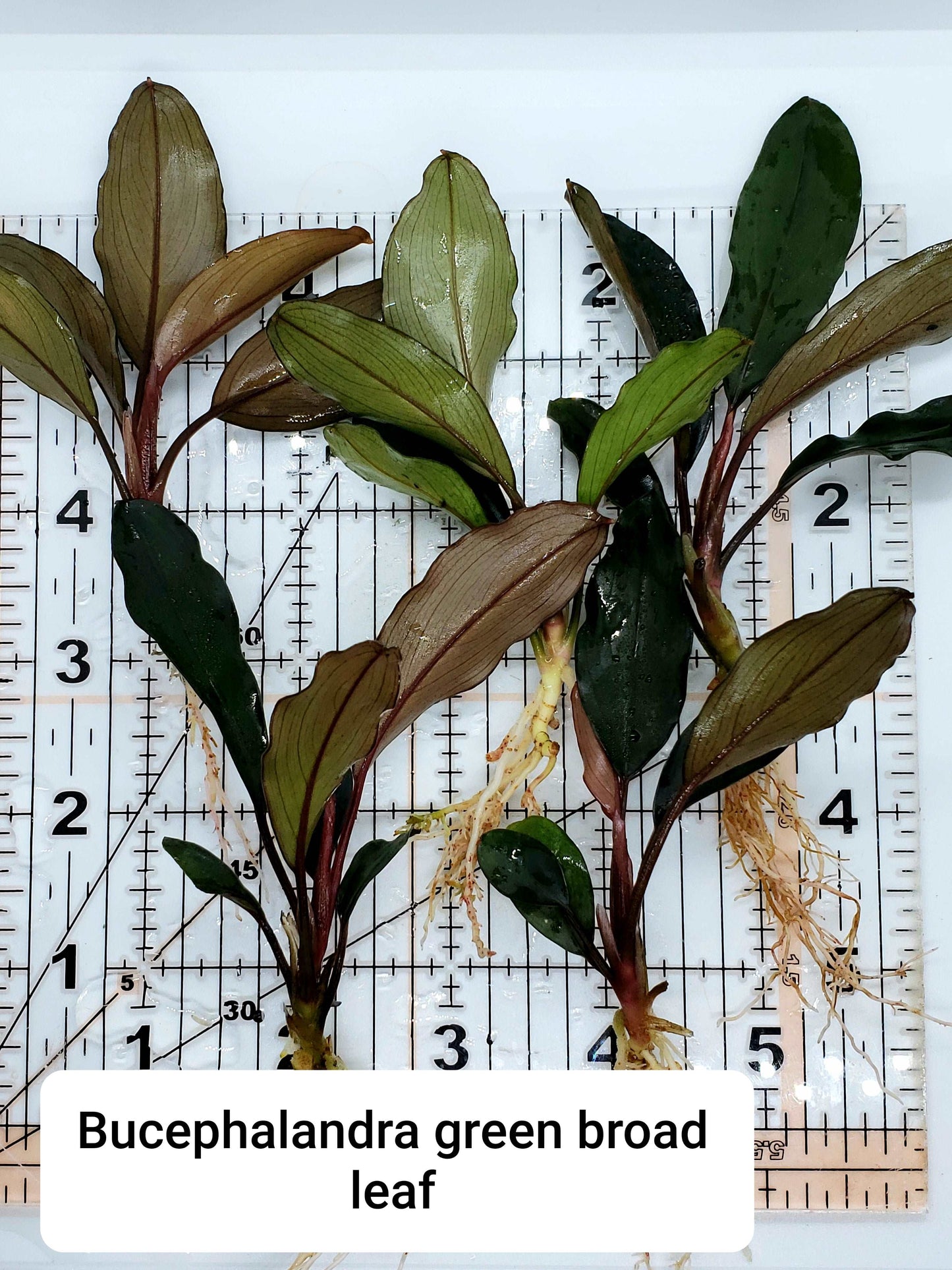 Bucephalandra green broad leaf (one rhizome per order)