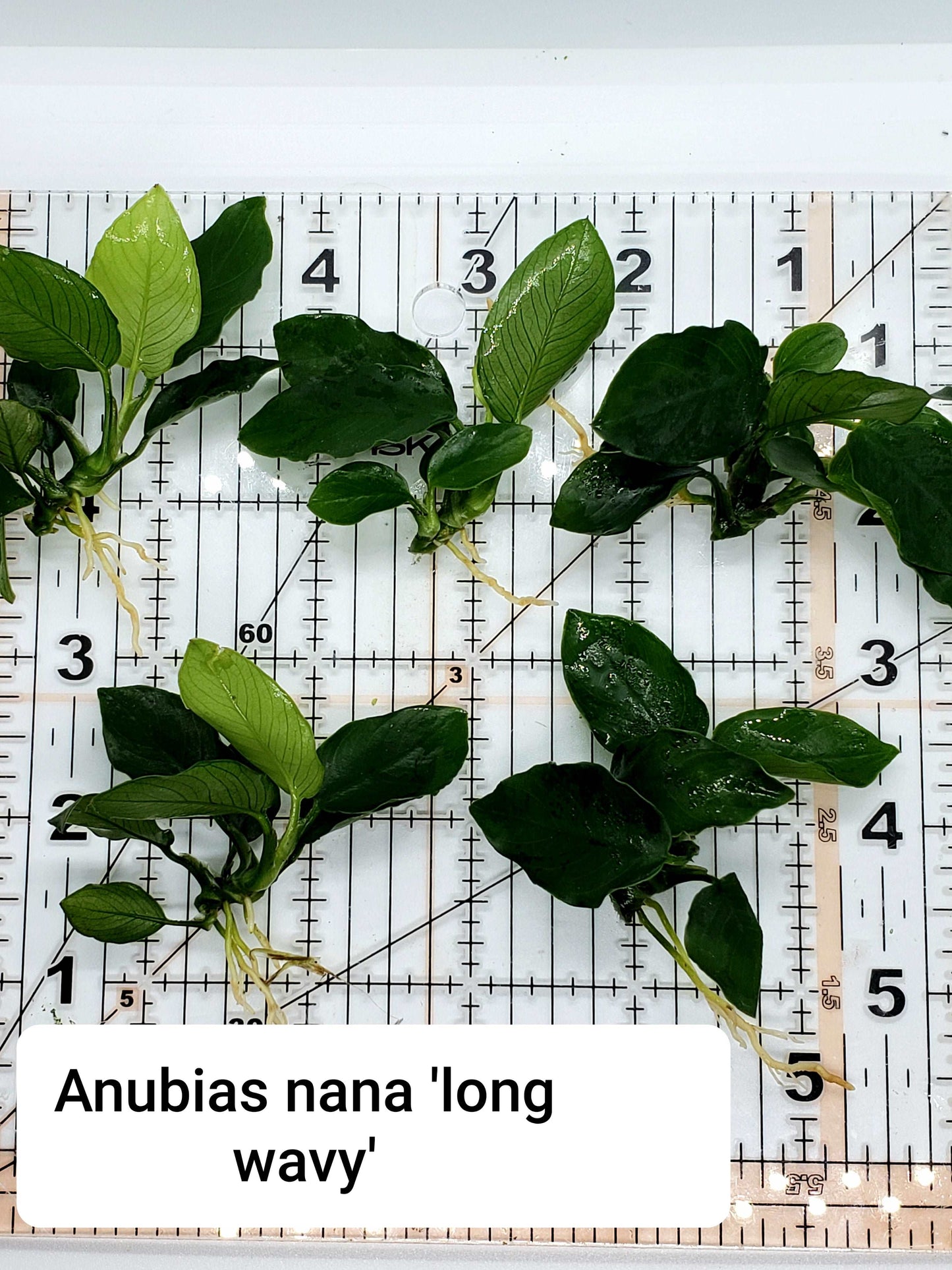 Anubias nana long wavy (one rhizome)