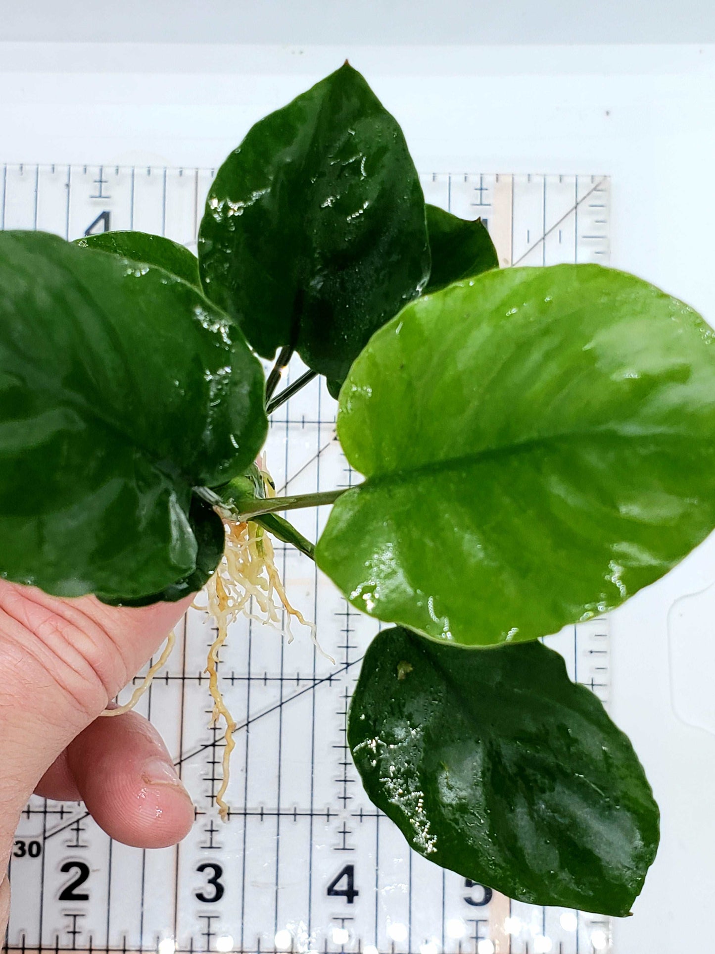Anubias barteri round (golden coin)