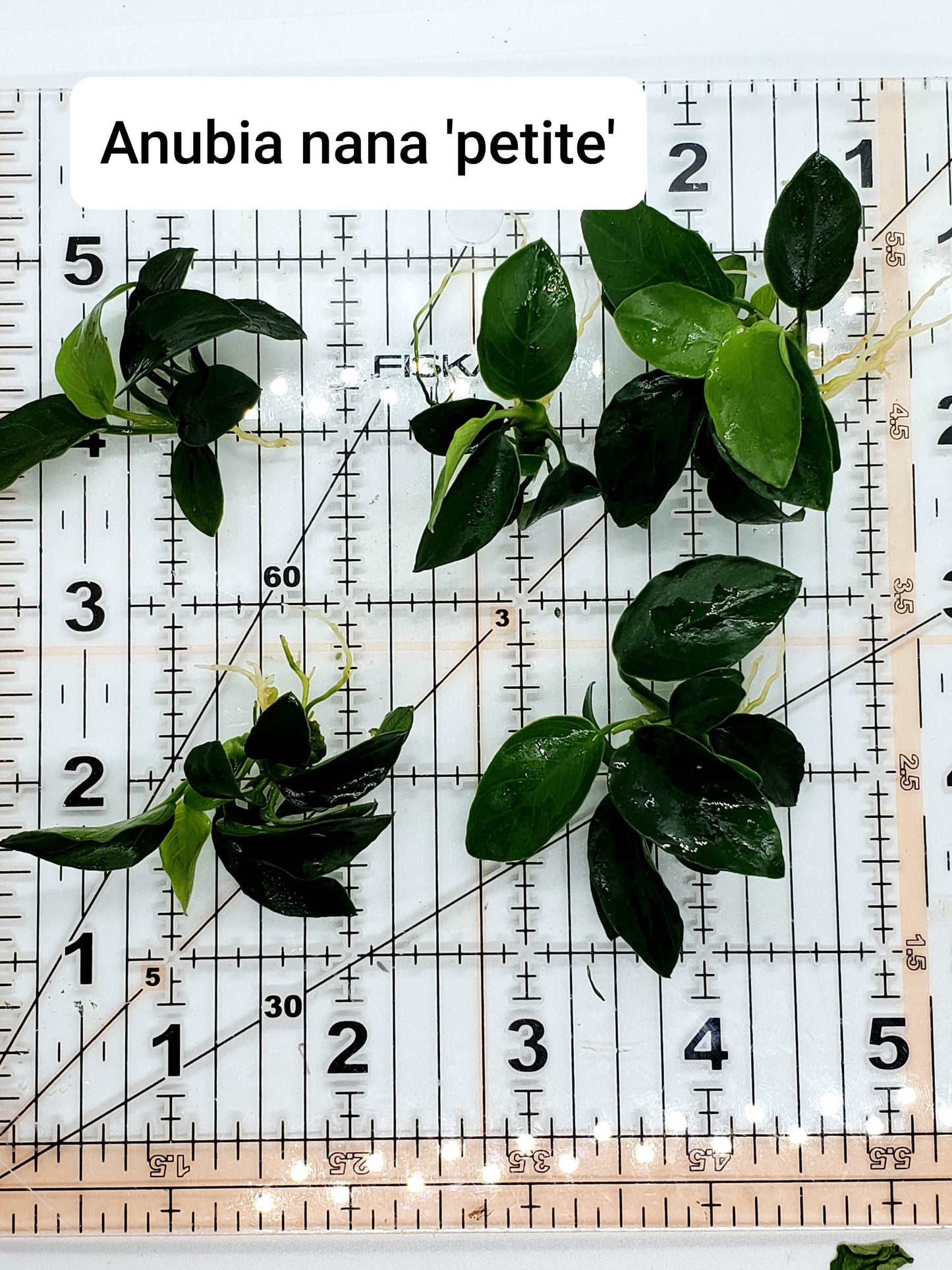 Anubias nana petite (one rhizome)