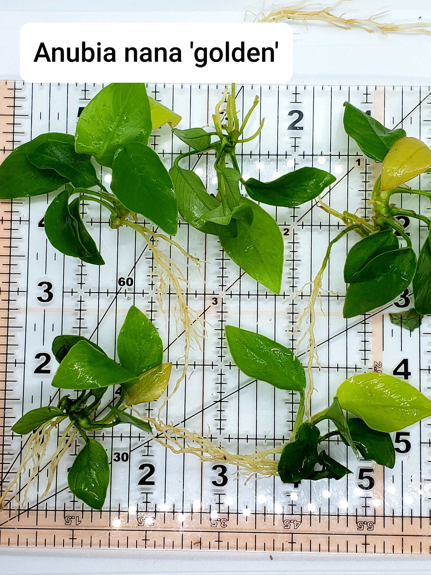 Anubias nana golden
