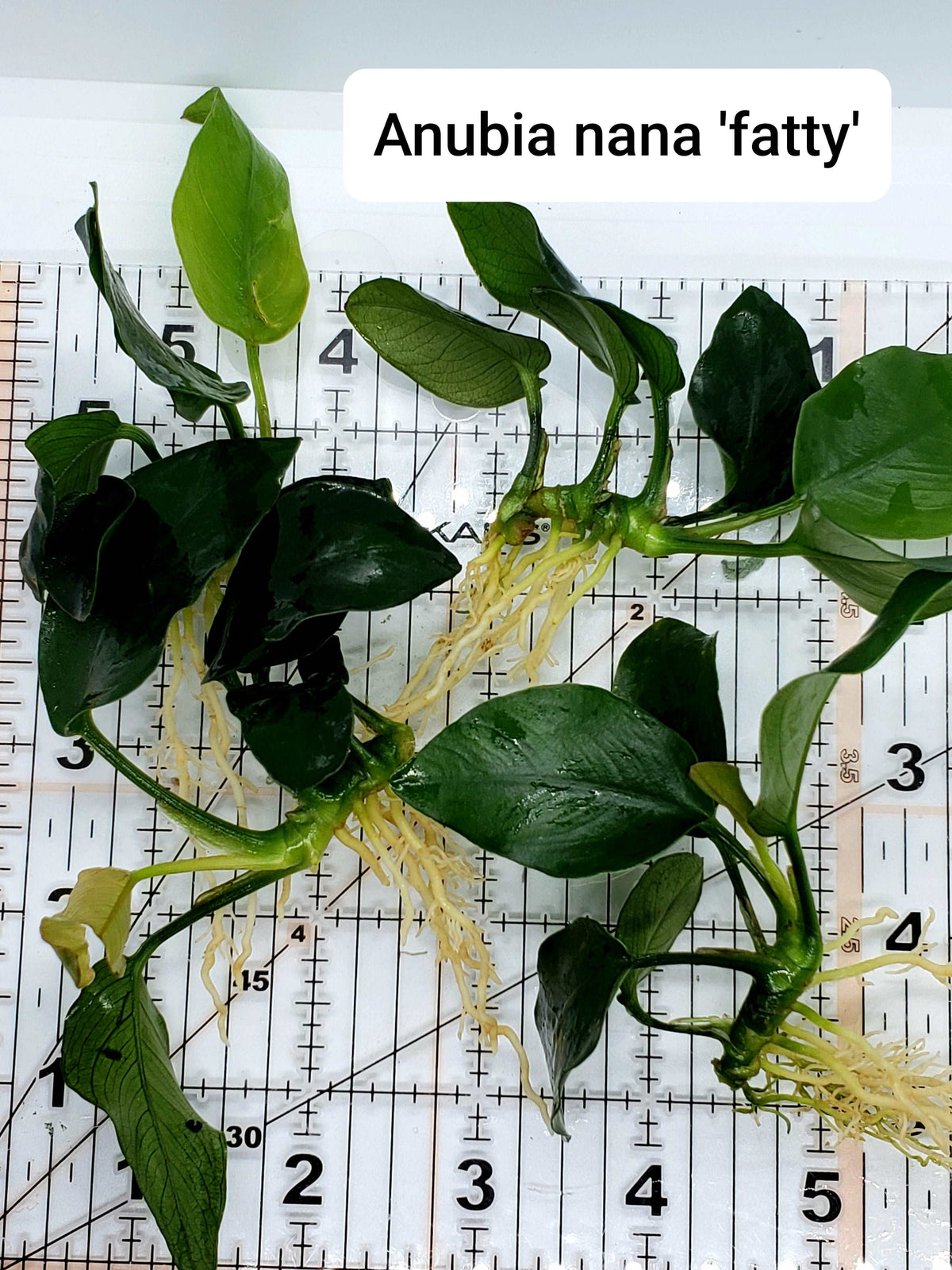 Anubias nana fatty (thick leaf)