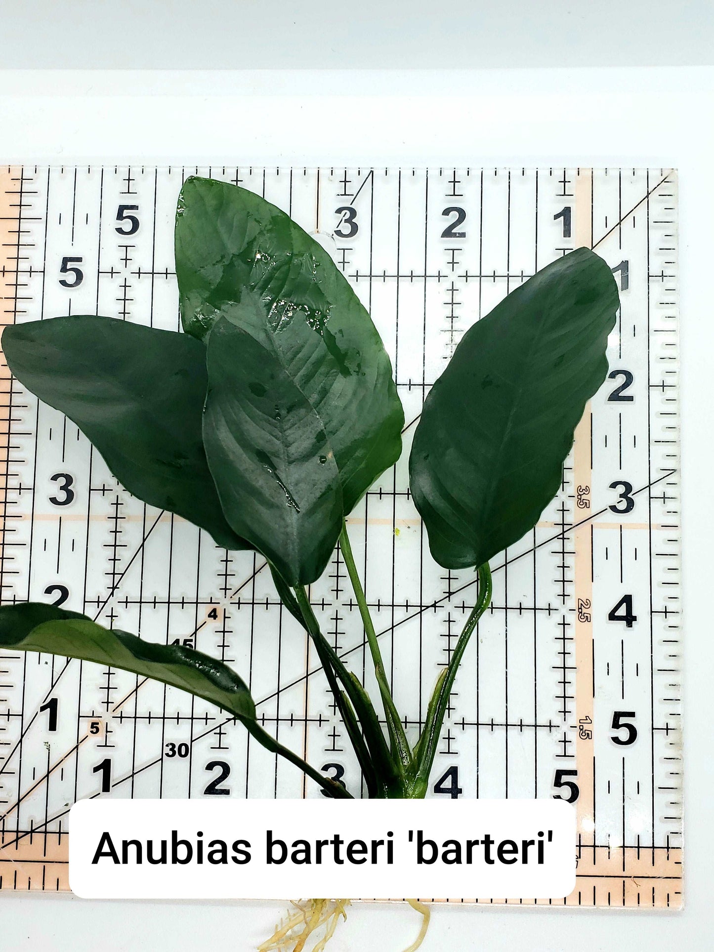 Anubias barteri 'barteri'