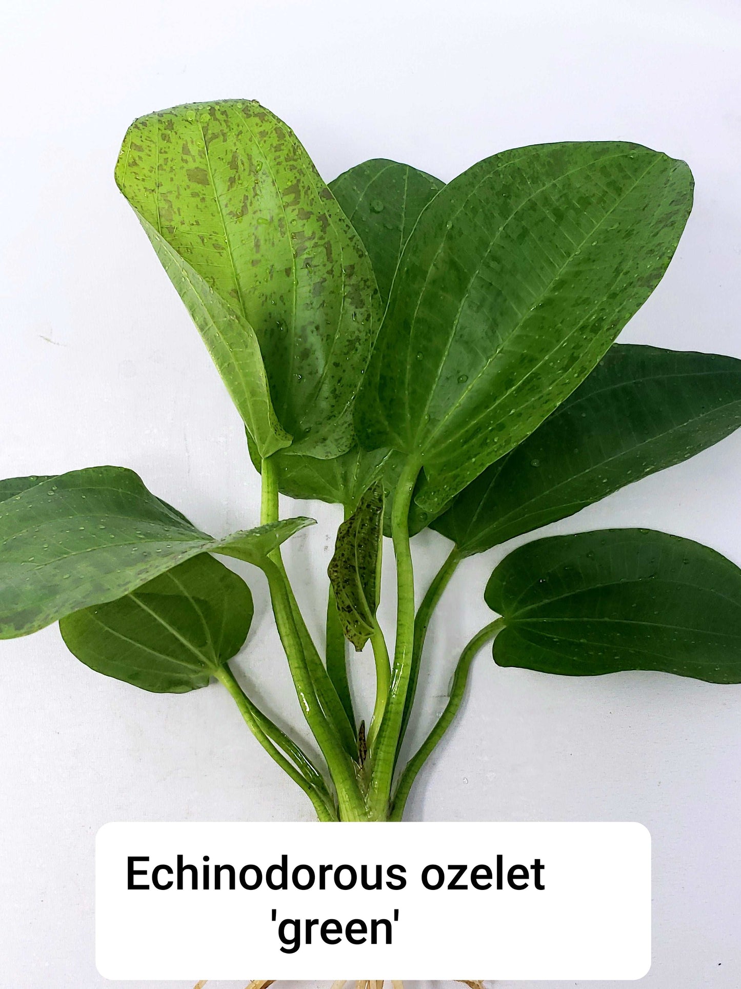 Echinodorus ozelot green