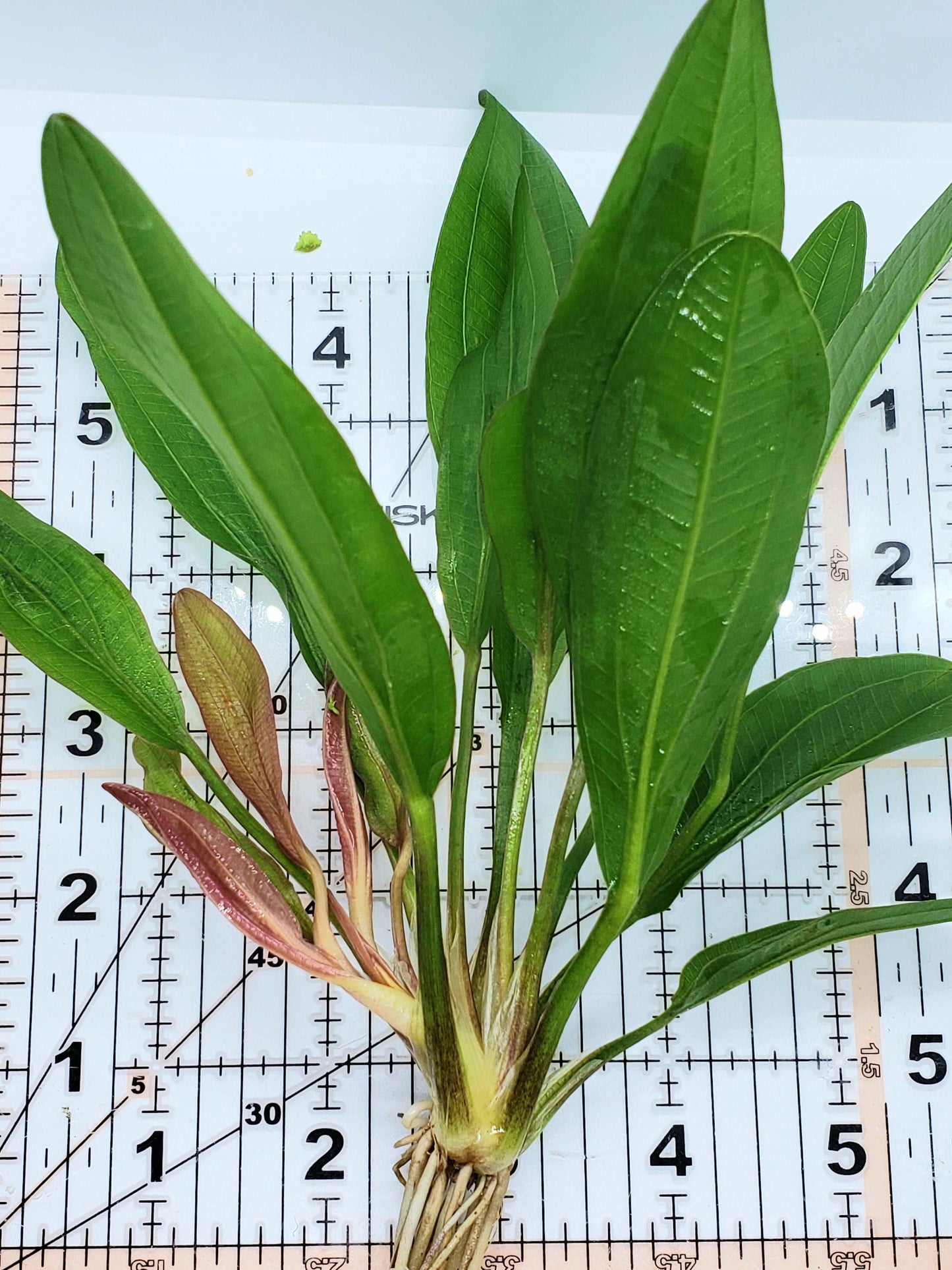 Echinodorus red rubin