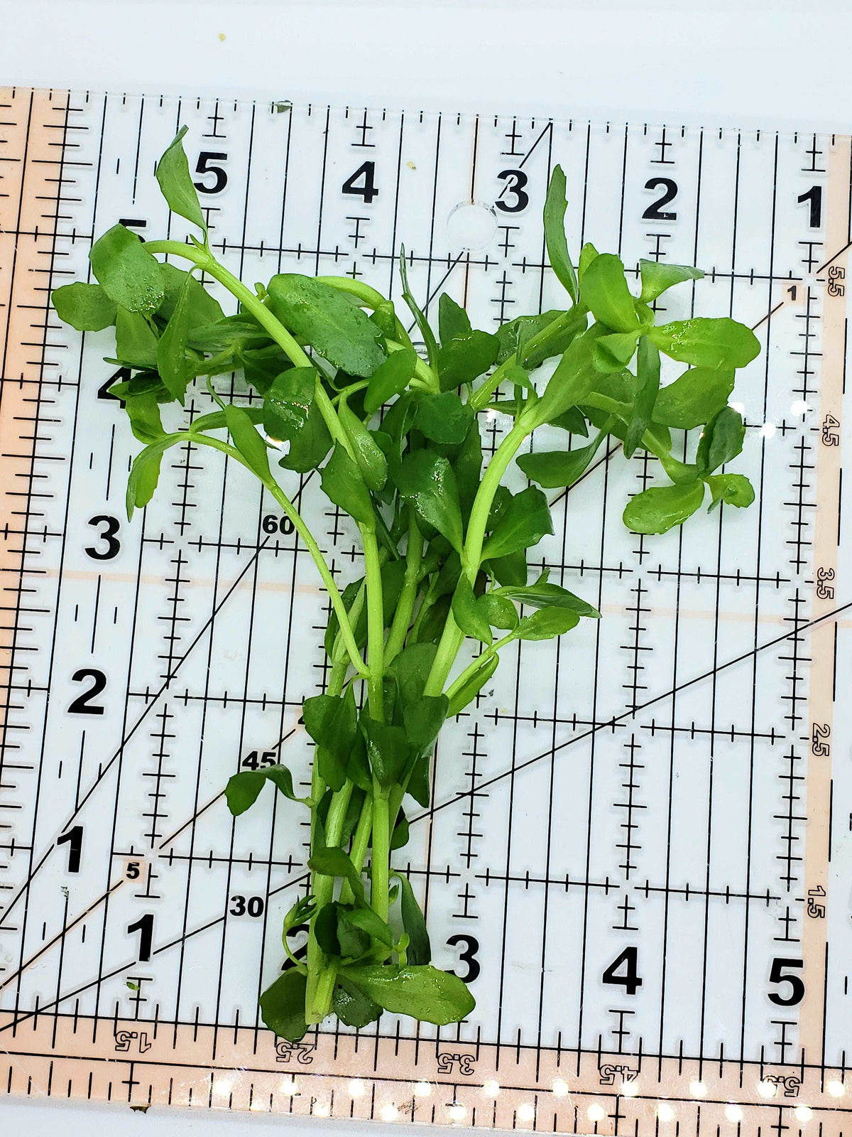 Bacopa monniera (5 stems)