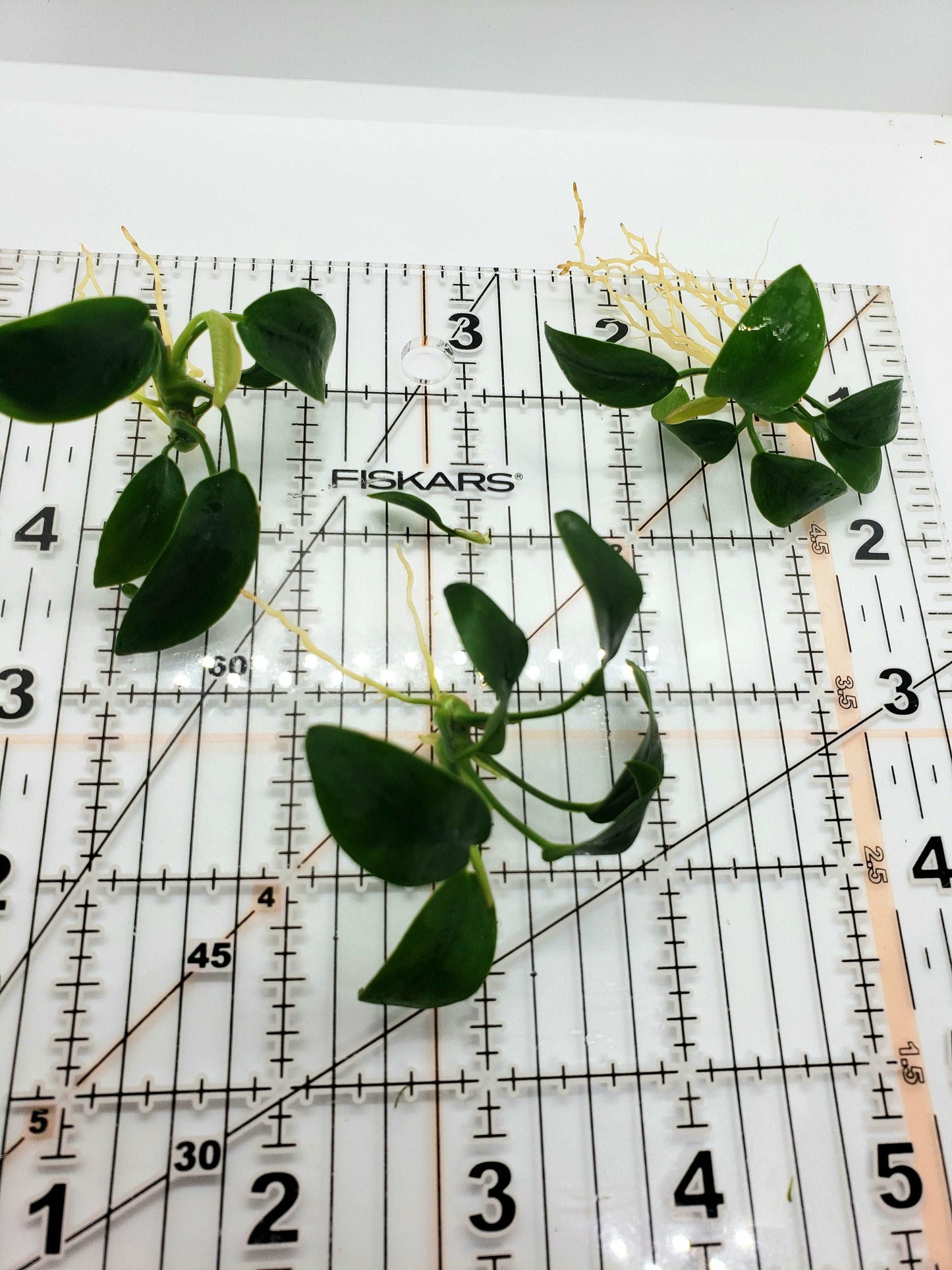 Anubias nana bonsai (one rhizome)