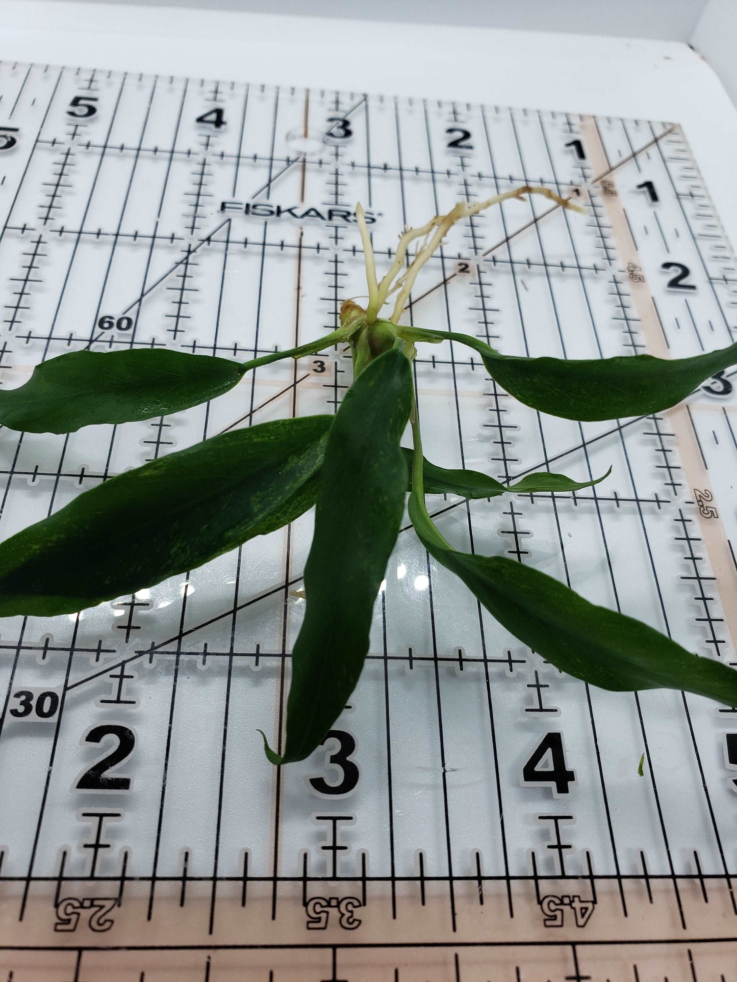 Anubias barteri var. glabra (minima)