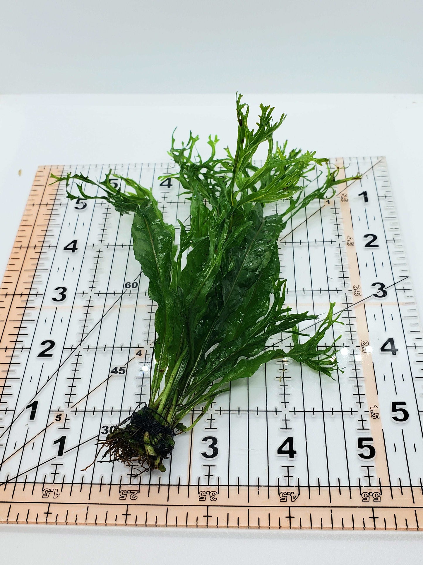 Microsorum windelov