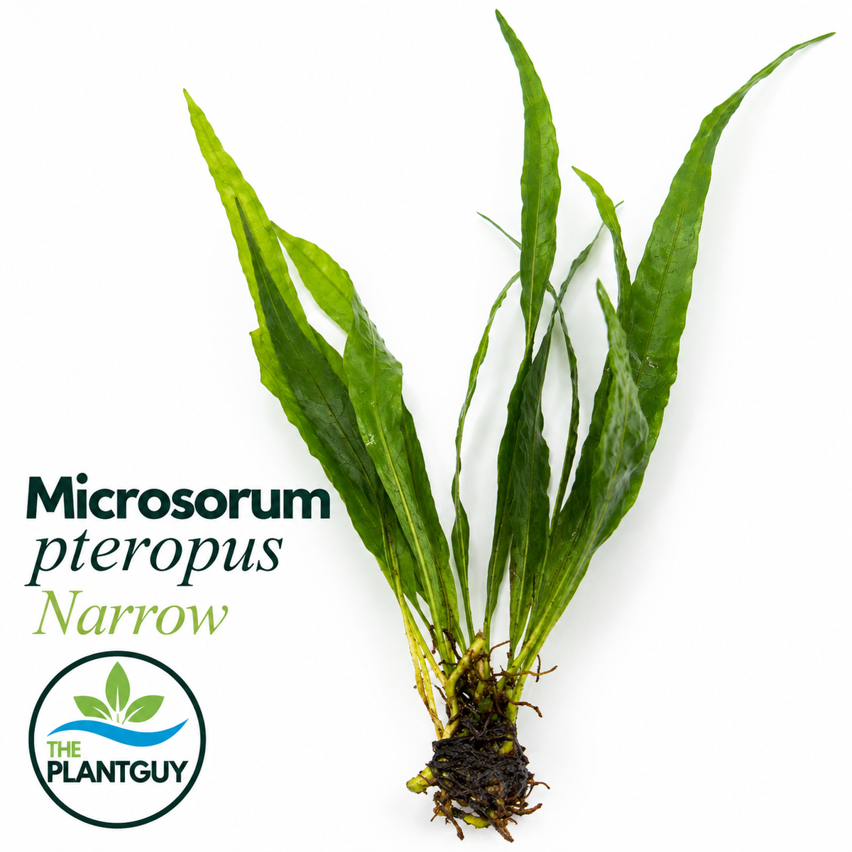 Microsorium pteropus narrow
