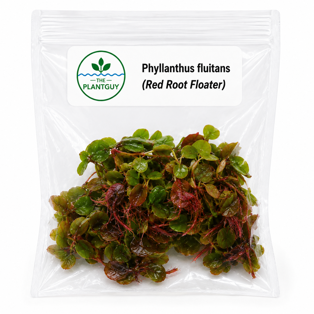 Phyllanthus fluitans (Red Root Floater) - Tissue Culture (4 ounce bag)