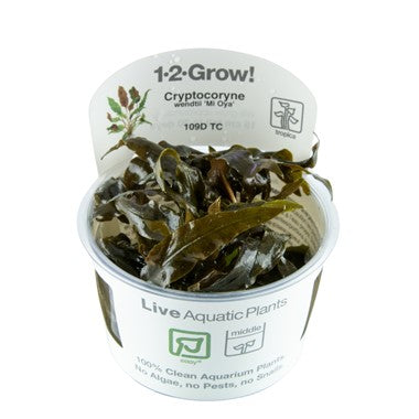 Tropica 1-2 Grow- Cryptocoryne wendtii 'Mi Oya'