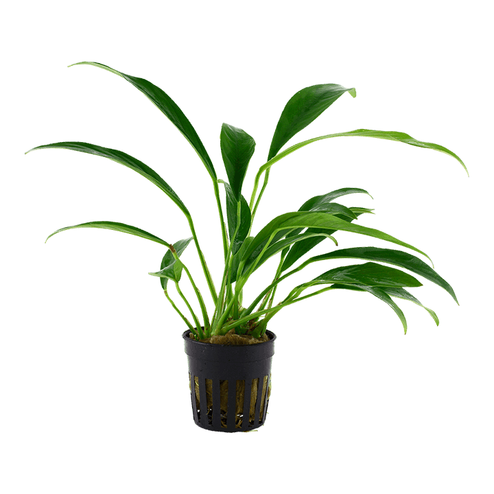 TROPICA- Anubias glabra