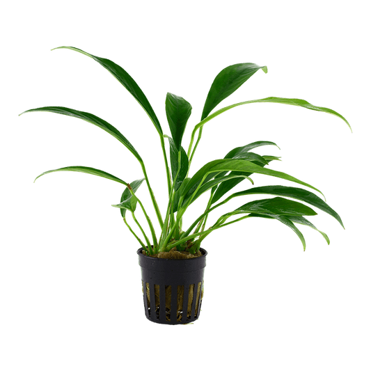 TROPICA- Anubias glabra
