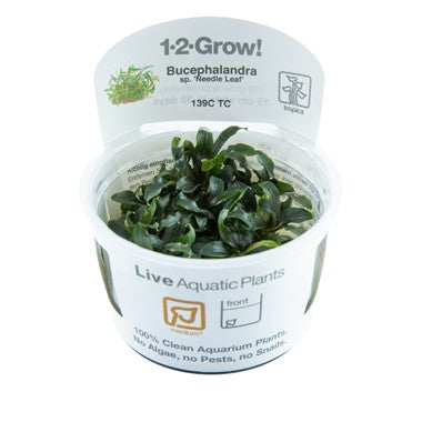 Tropica 1-2-GROW -Bucephalandra sp 'needle leaf'