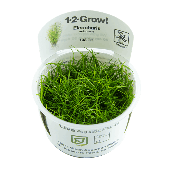 Tropica 1-2-GROW -Eleocharis acicularis