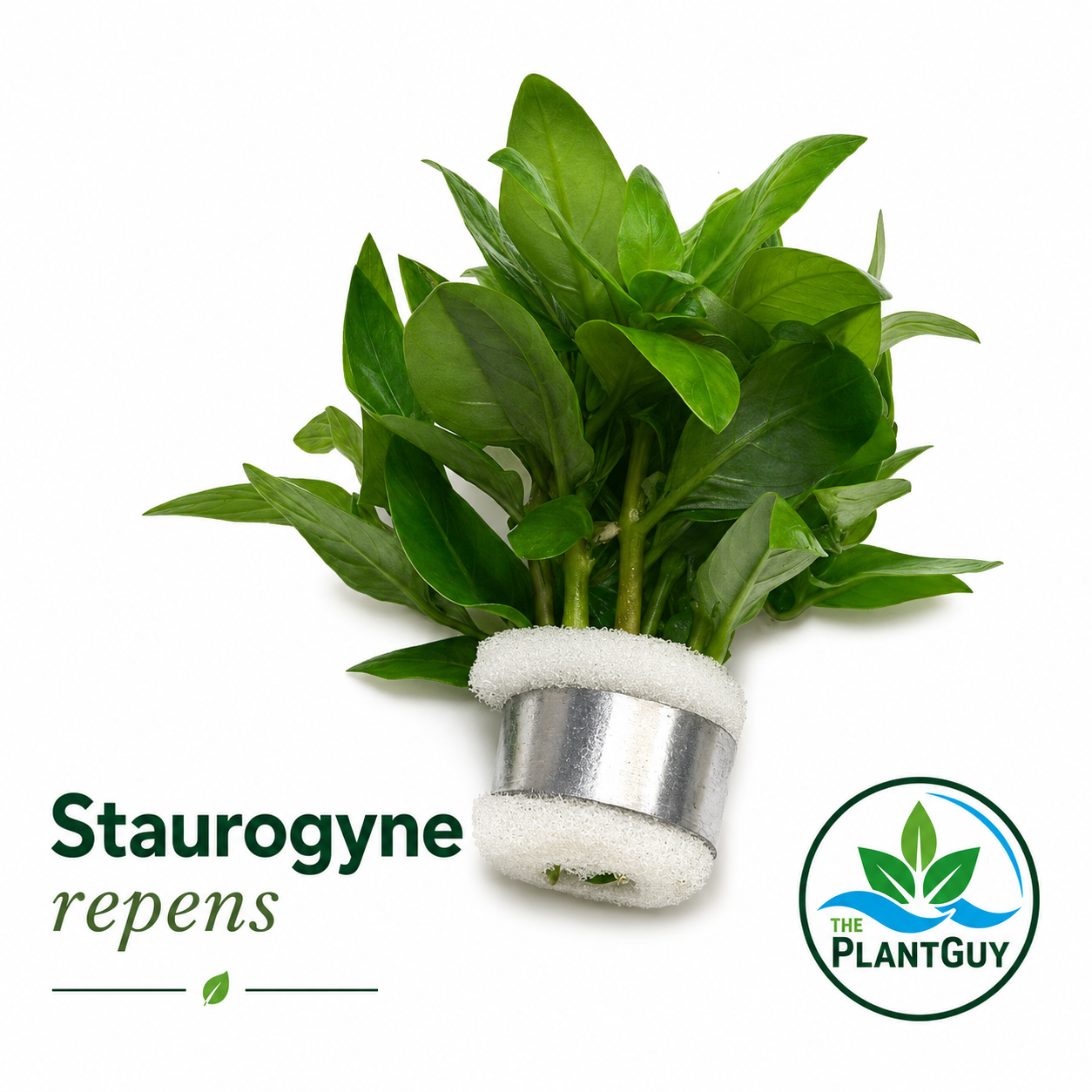 Staurogyne repens