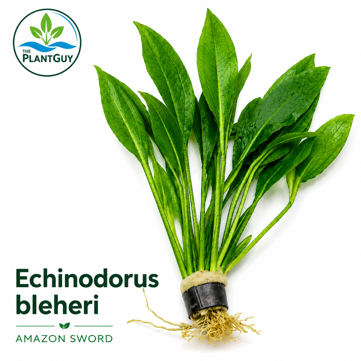 Echinodorus bleheri
