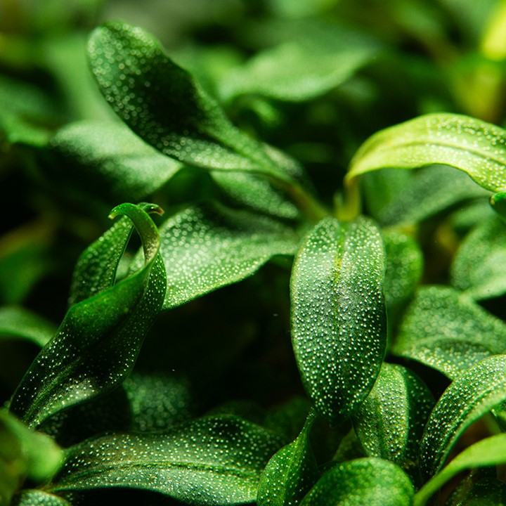 Tropica 1-2-GROW -Bucephalandra sp 'needle leaf'