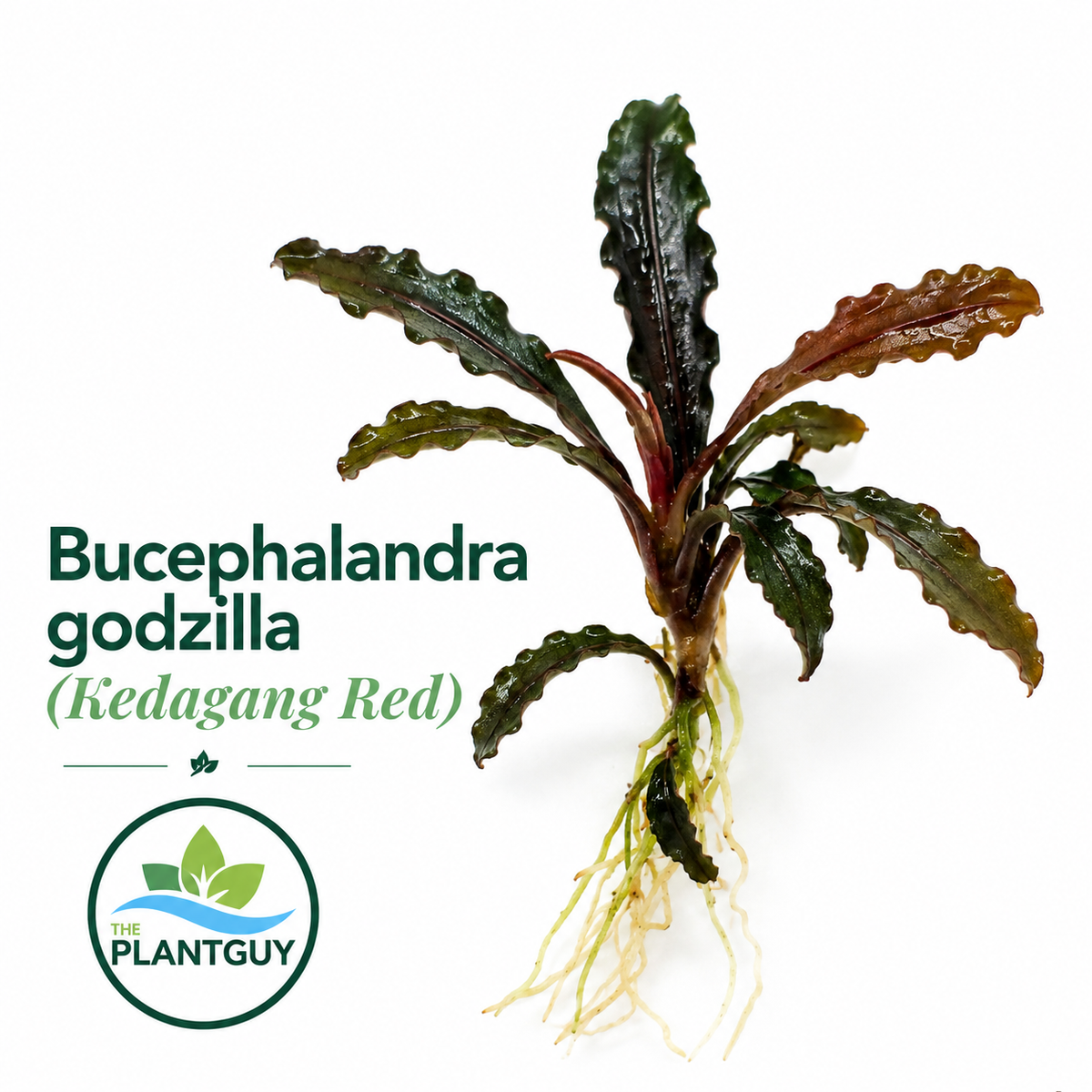 Bucephalandra godzilla (kedagang red) (one rhizome per order)