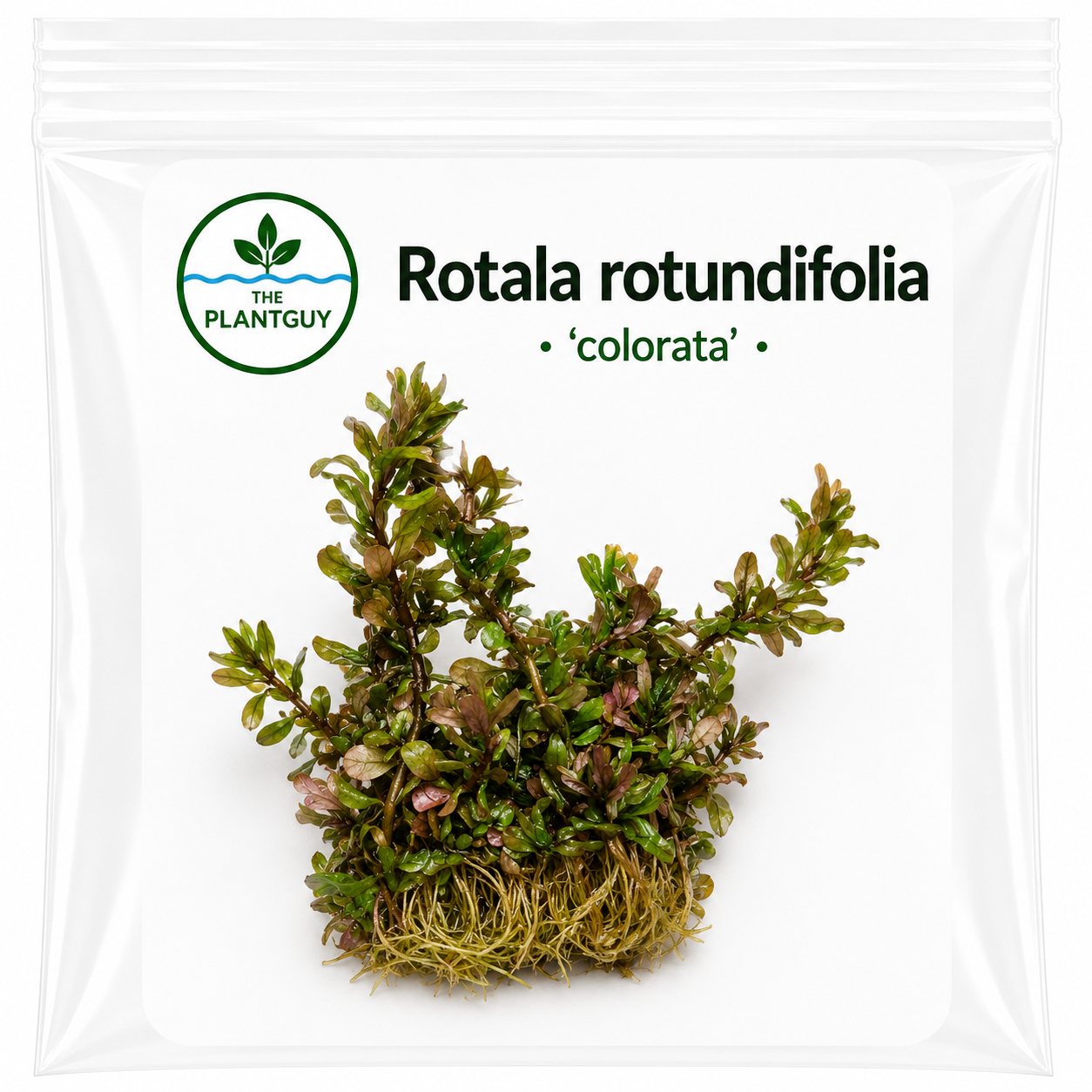 Rotala rotundifolia 'colorata' - Tissue Culture (4 ounce bag)
