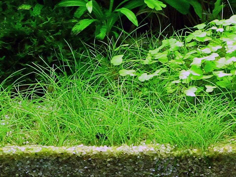 Tropica 1-2-GROW -Eleocharis acicularis
