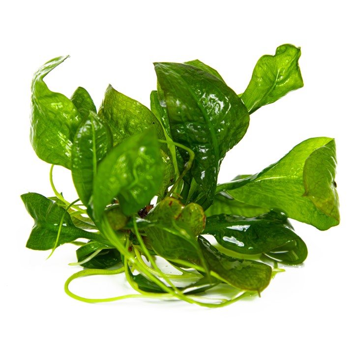 Tropica 1-2 Grow- Echinodorus grisebachii 'Tropica'