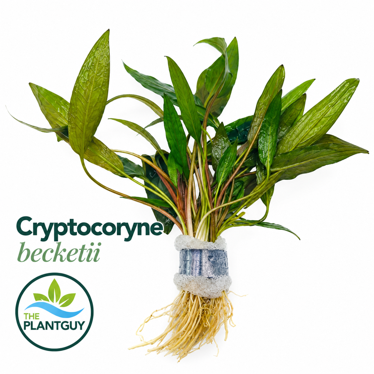 Cryptocoryne becketii