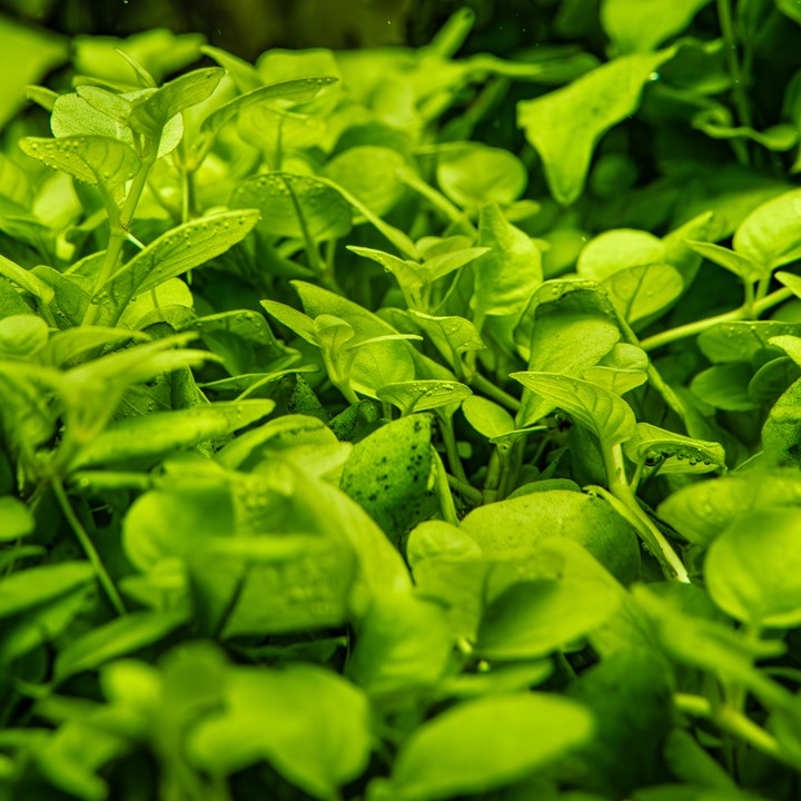 Tropica 1-2 Grow- Hygrophila serphyllum