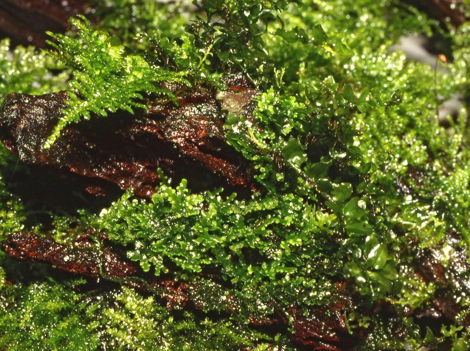 Tropica 1-2 Grow-Riccardia chamedryfolia