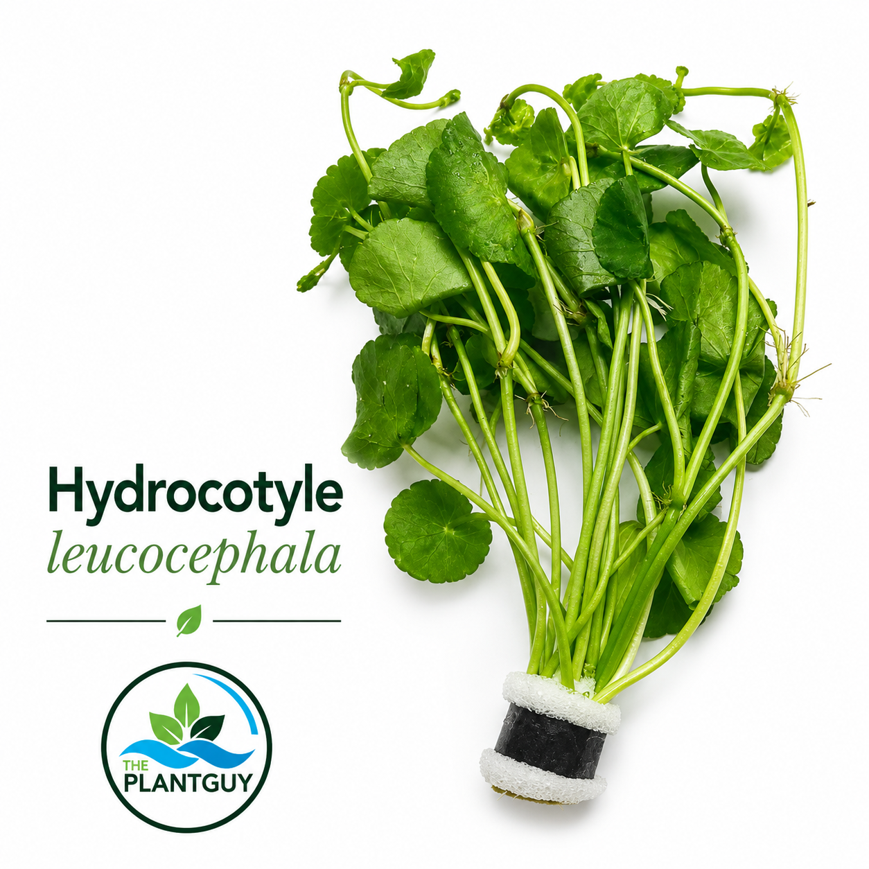 Hydrocotyle leucocephala
