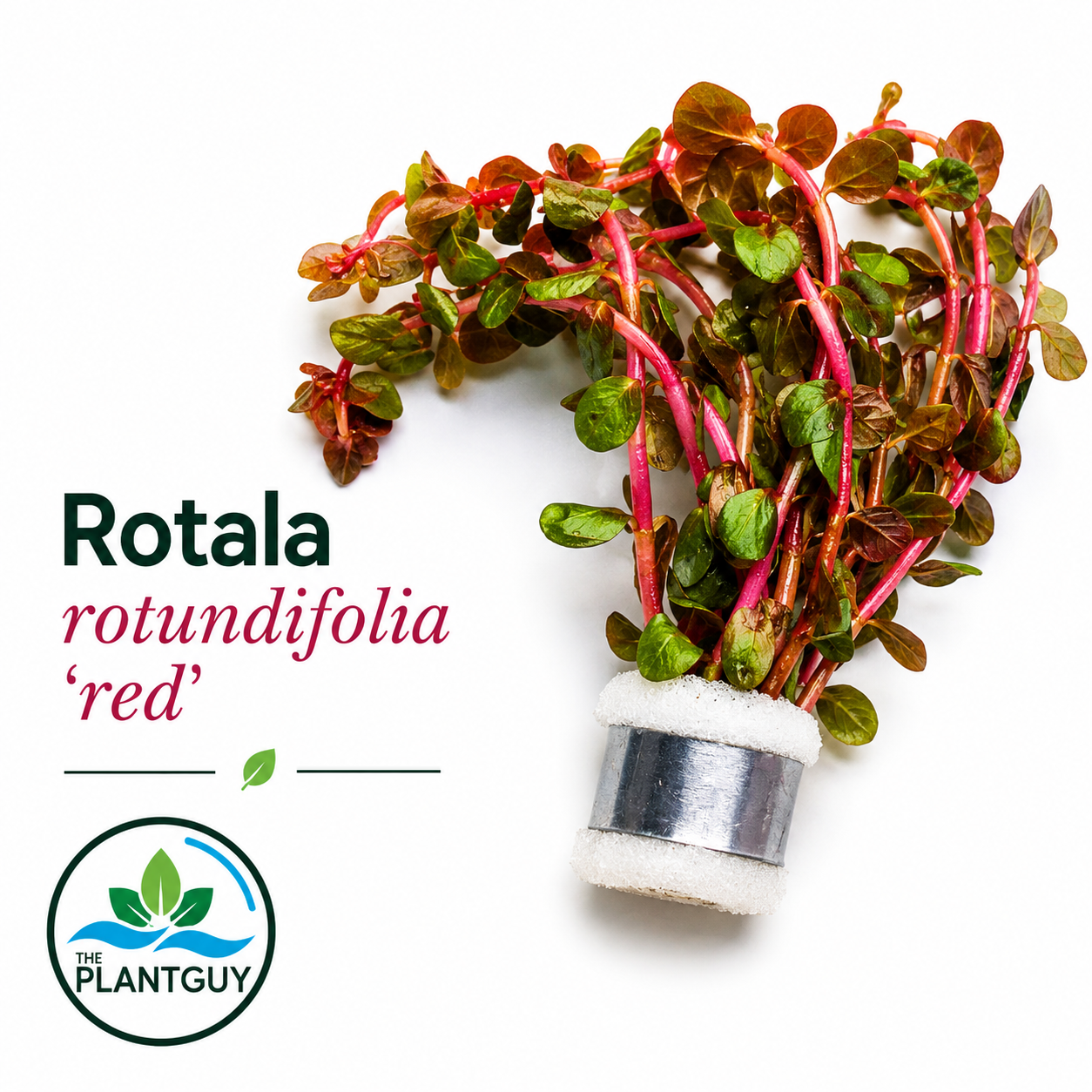 Rotala rotundifolia red