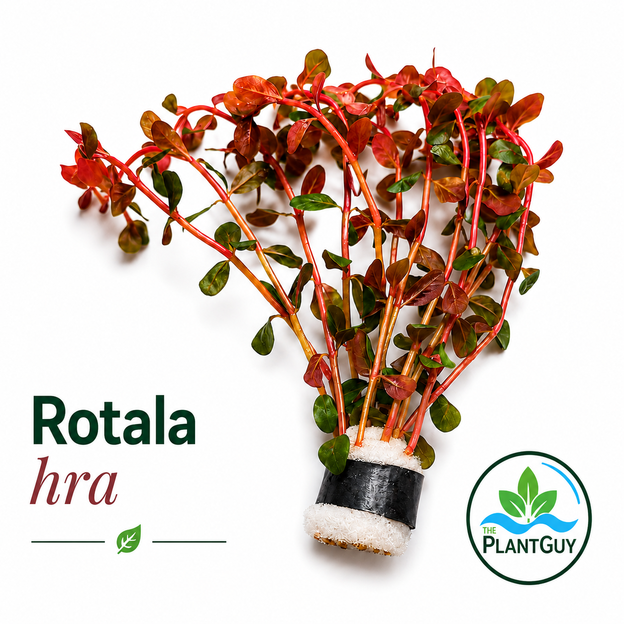 Rotala HRA