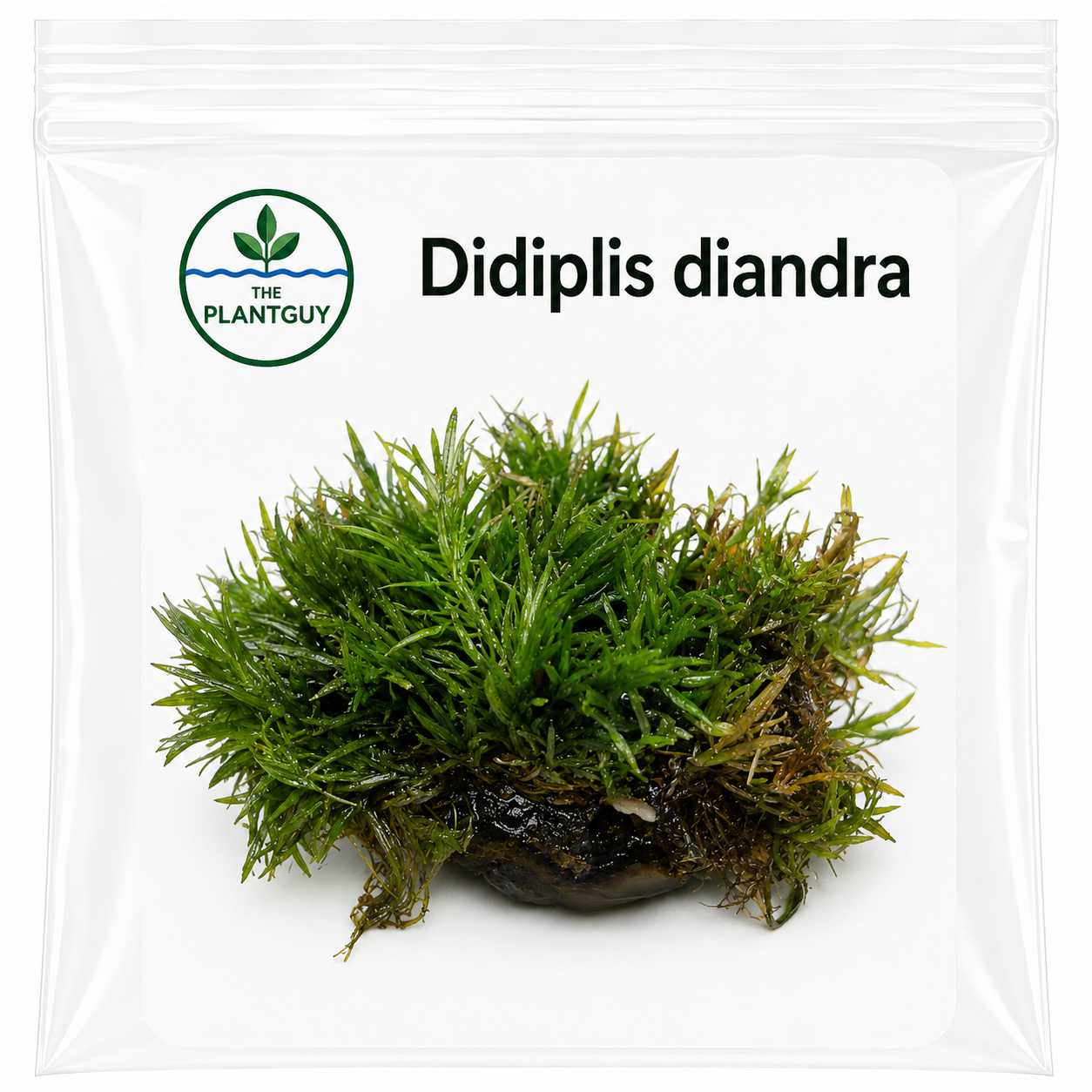 Didiplis diandra - Tissue Culture (4 ounce bag)