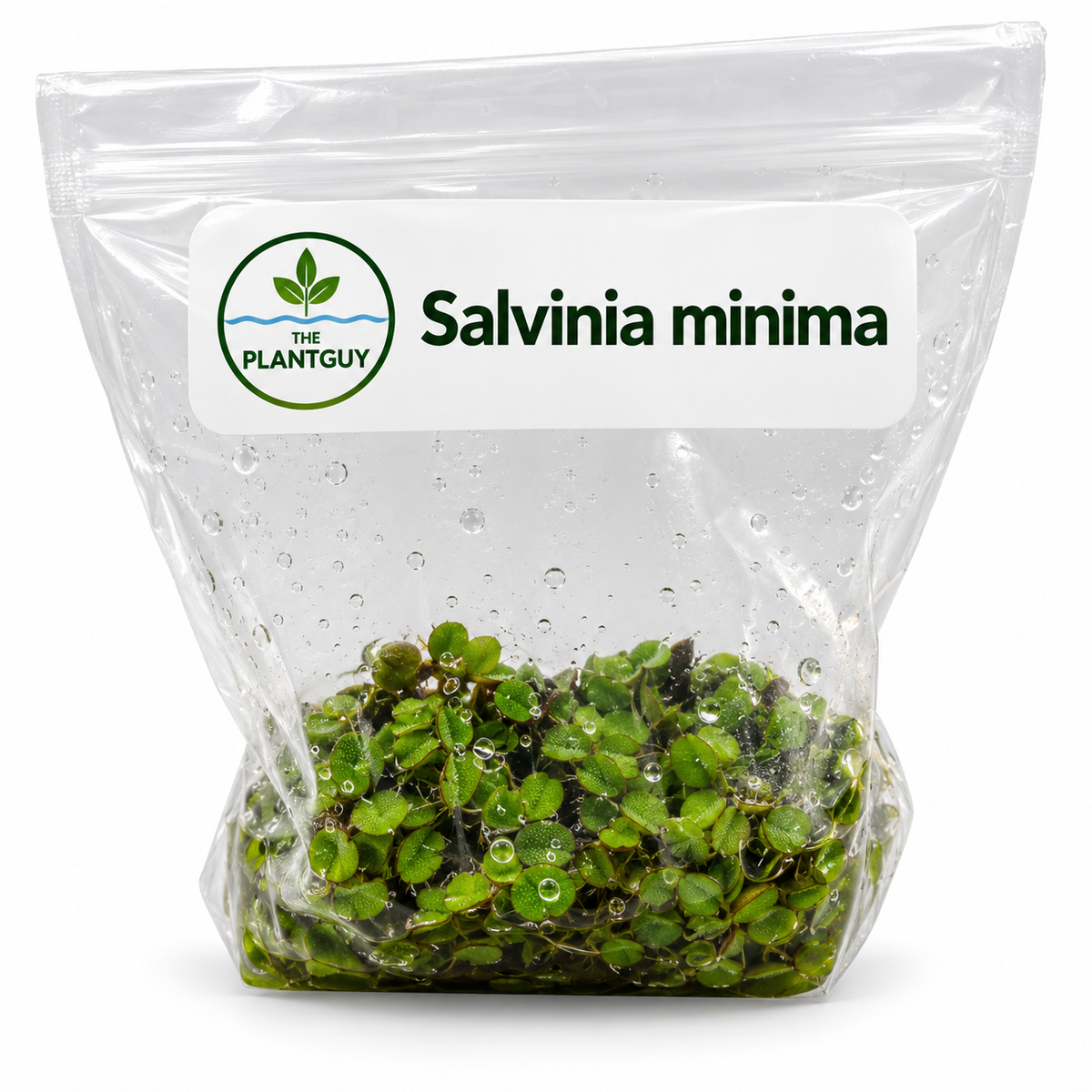 Salvina minima - Tissue Culture