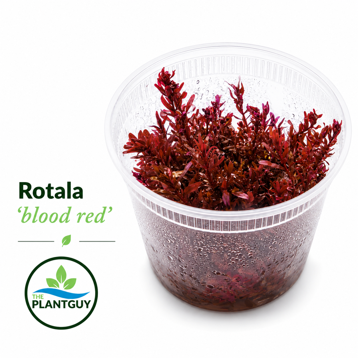 Rotala rotundifolia 'Blood Red'- Tissue Culture (12 ounce tub)