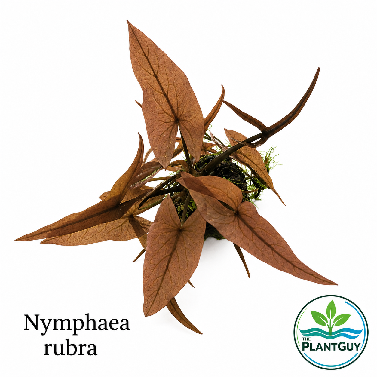Nymphaea rubra