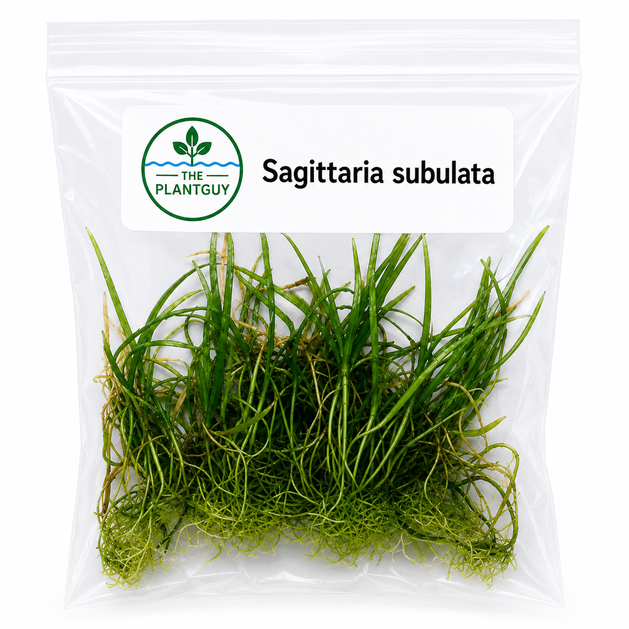 Sagitarria subulata - Tissue Culture (4 ounce bag)