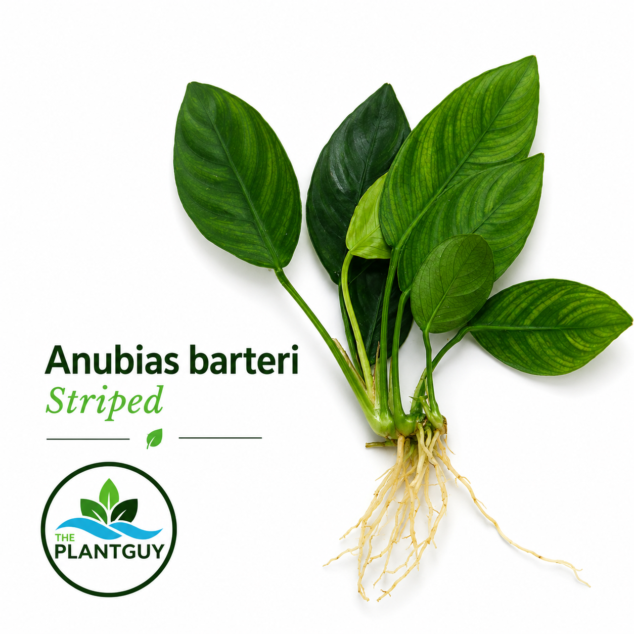 Anubias barteri striped