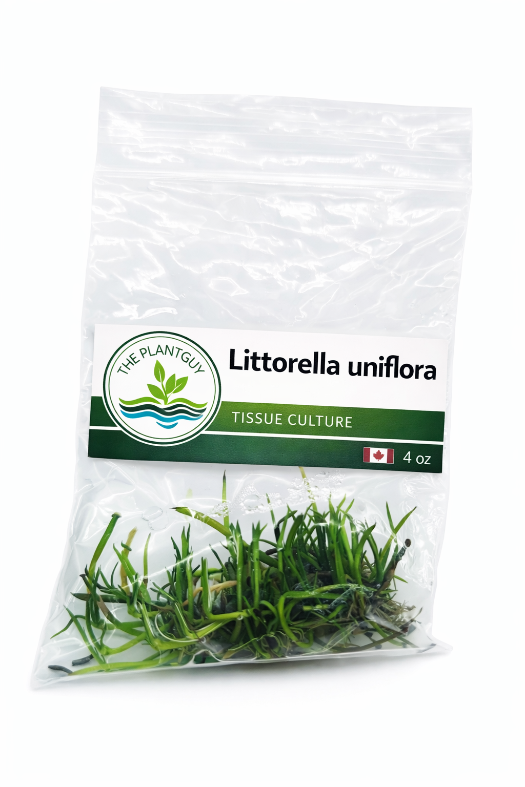 littorella uniflora- Tissue Culture
