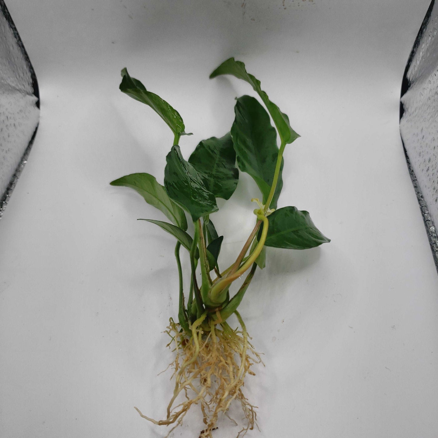 Anubias short and sharp
