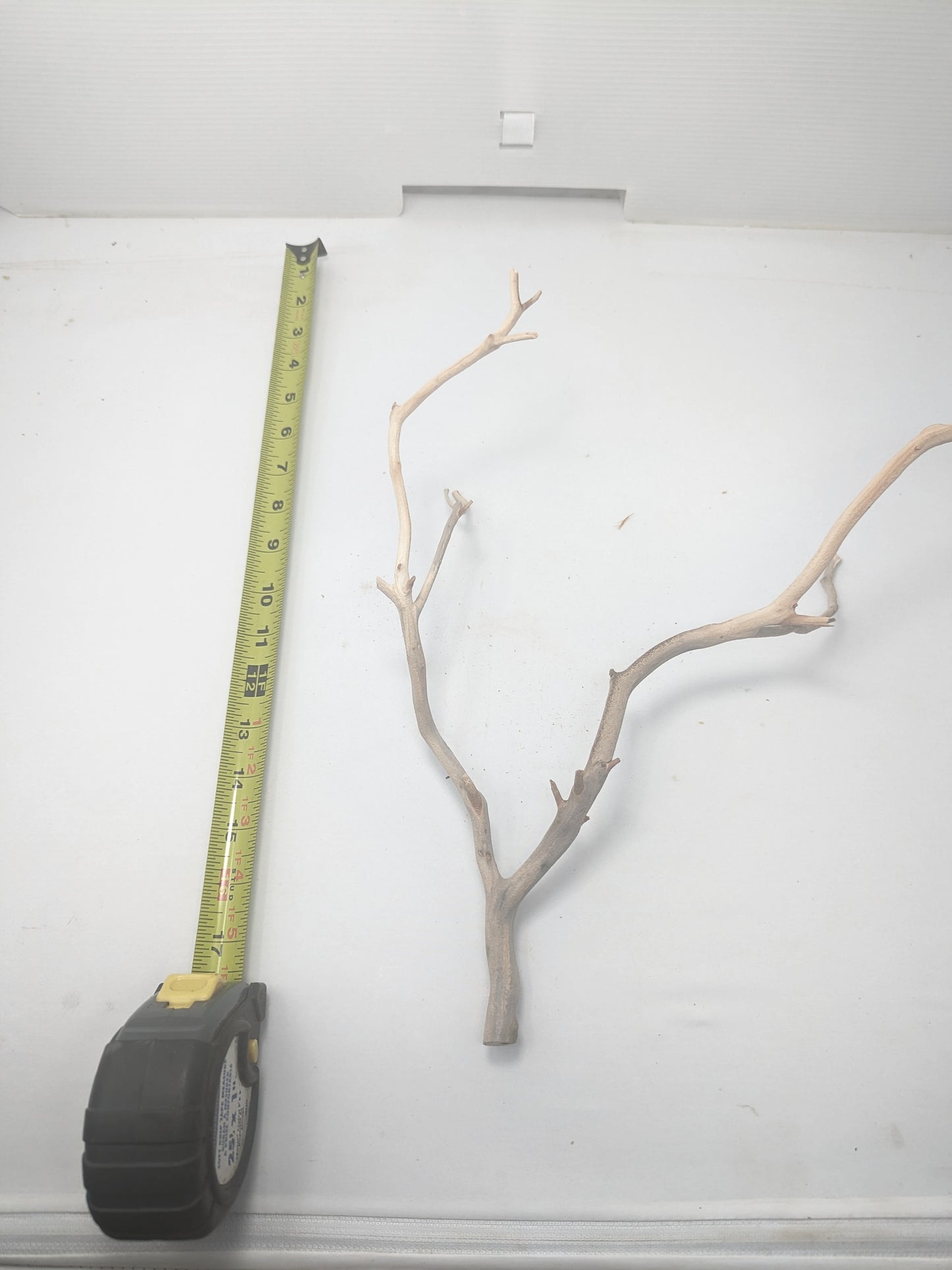 Manzanita #2