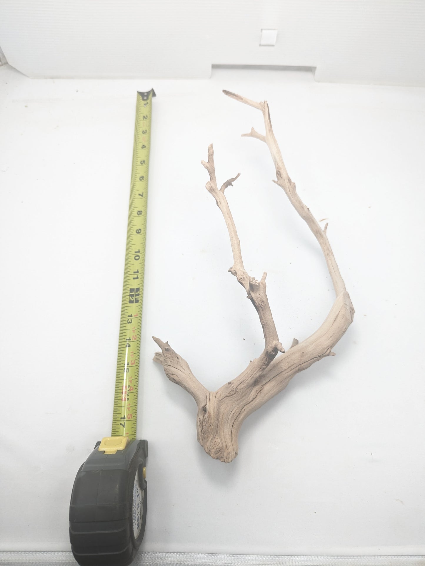 Manzanita #5