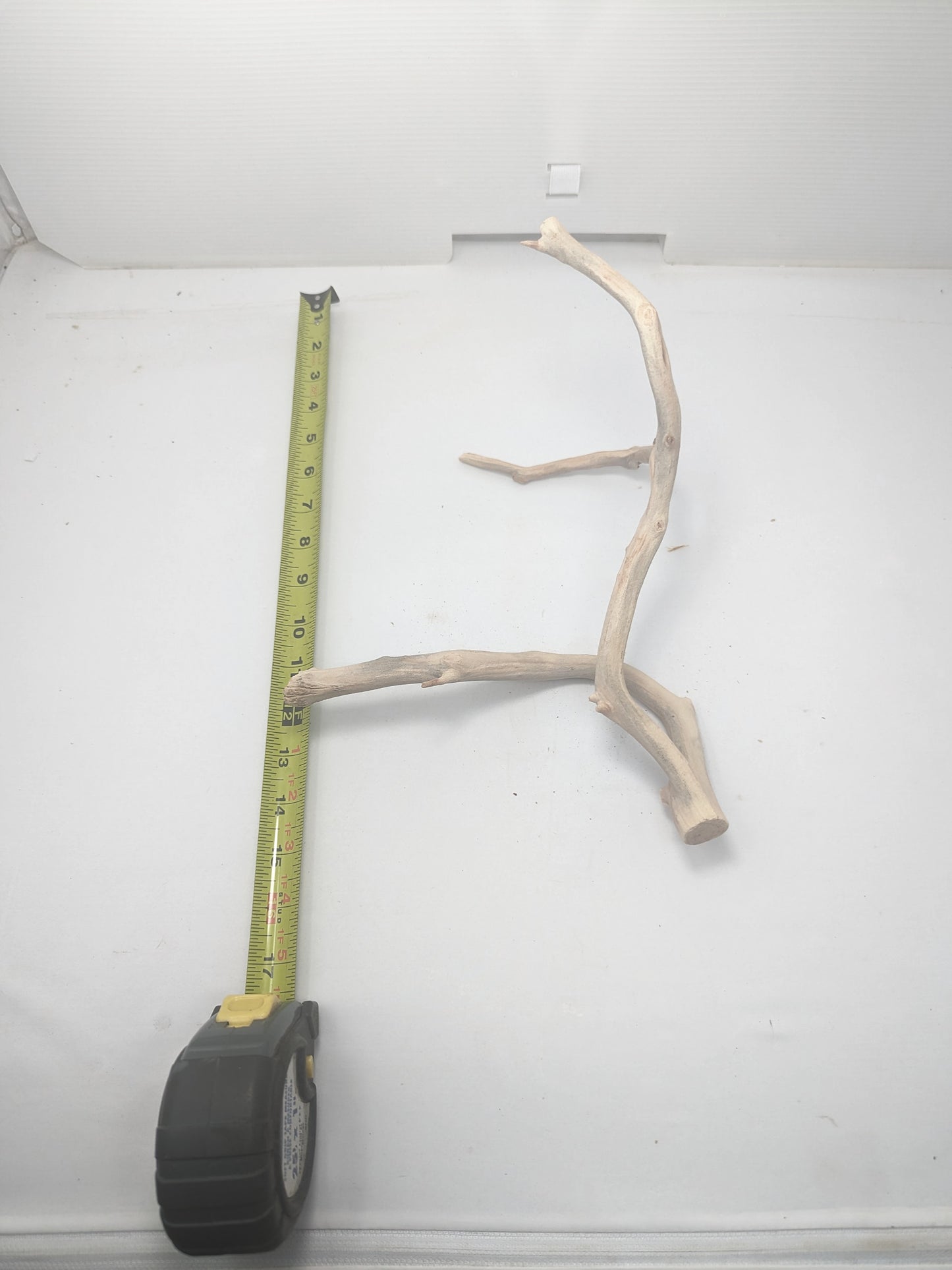 Manzanita #6