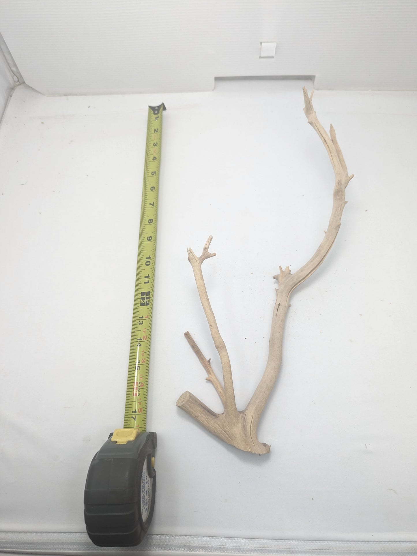 Manzanita #7