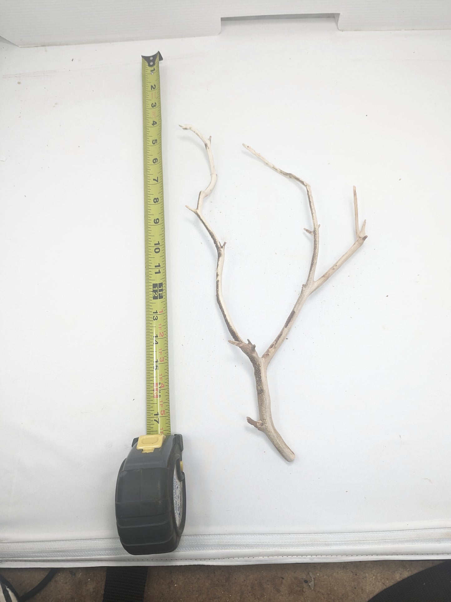 Manzanita #9